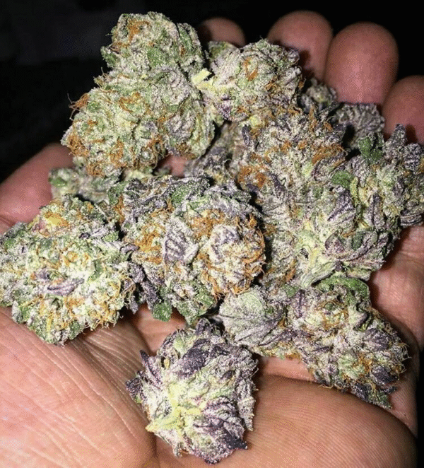 Nerds Strain