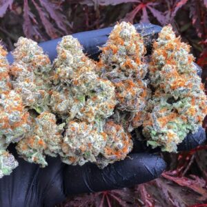Master Kush