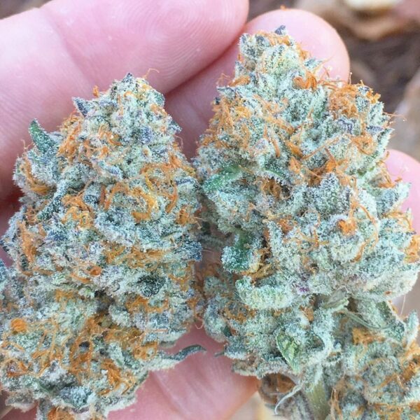 Candyland