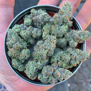Grape Kush Strain