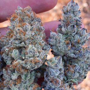 Blue Cheese