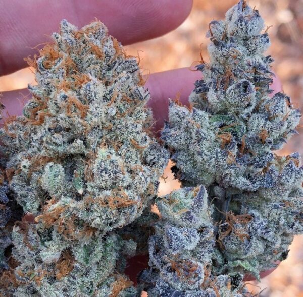 Blue Cheese