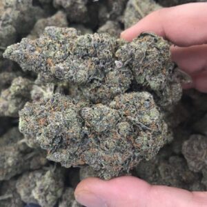 Black Domina