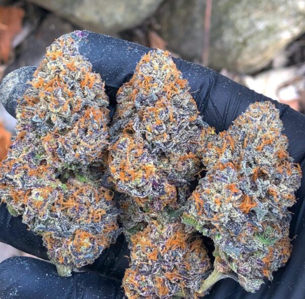 Purple Wreck Strain