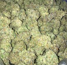 Gucci OG Strain